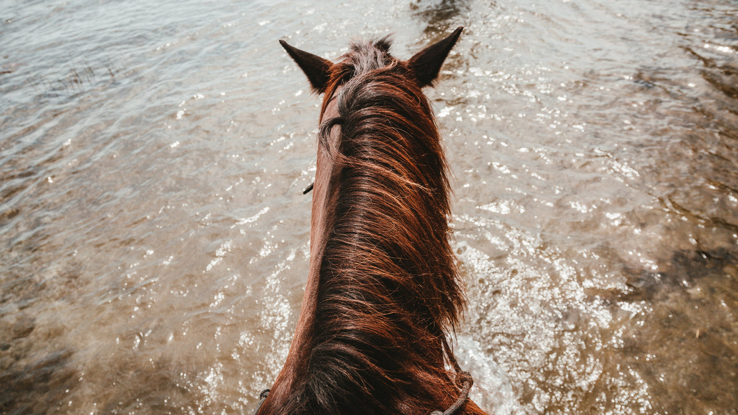 Digital Grundkurs i Foderstatsberäkning